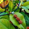 Kép 1/2 - Szent Rudraksha medálos nyaklánc