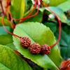 Kép 1/2 - Védelmező Szent Rudraksha nyaklánc