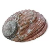 Kép 2/3 - Abalone kagyló 13-15 cm