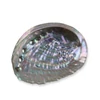 Kép 2/2 - Abalone kagyló 8-10 cm