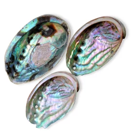 Abalone kagyló