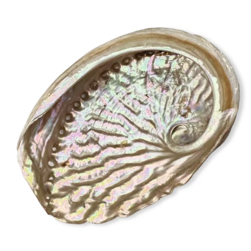 Abalone kagyló 13-15 cm
