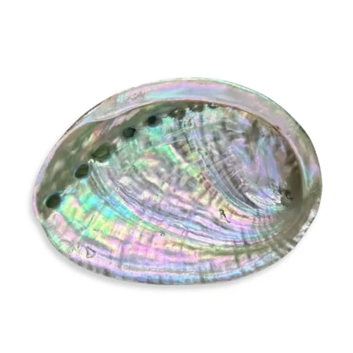 Abalone kagyló 8-10 cm